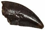 Dromaeosaurid Theropod (Acheroraptor?) Tooth - Montana #341060-1